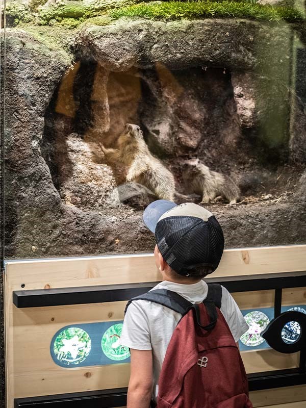 Le muséum des animaux de montagne